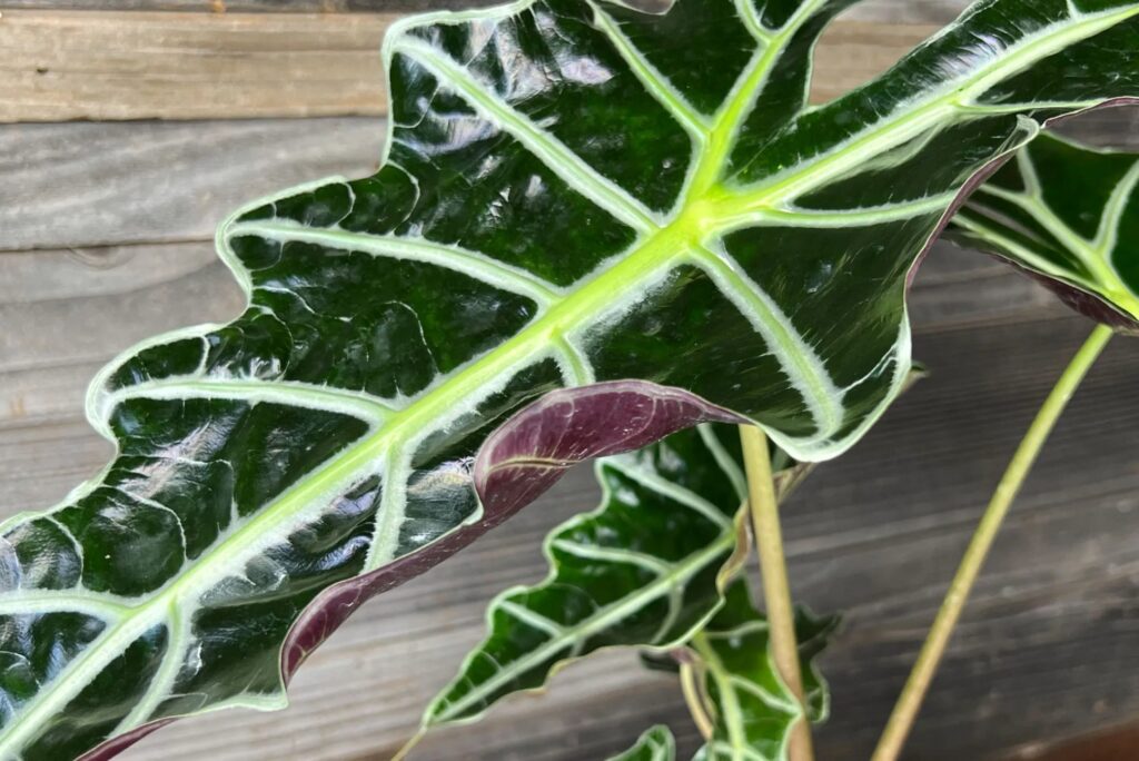 Alocasia Polly verzorging bij mogelijke problemen