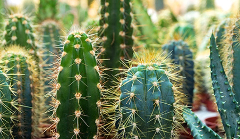 verschillende cactussen