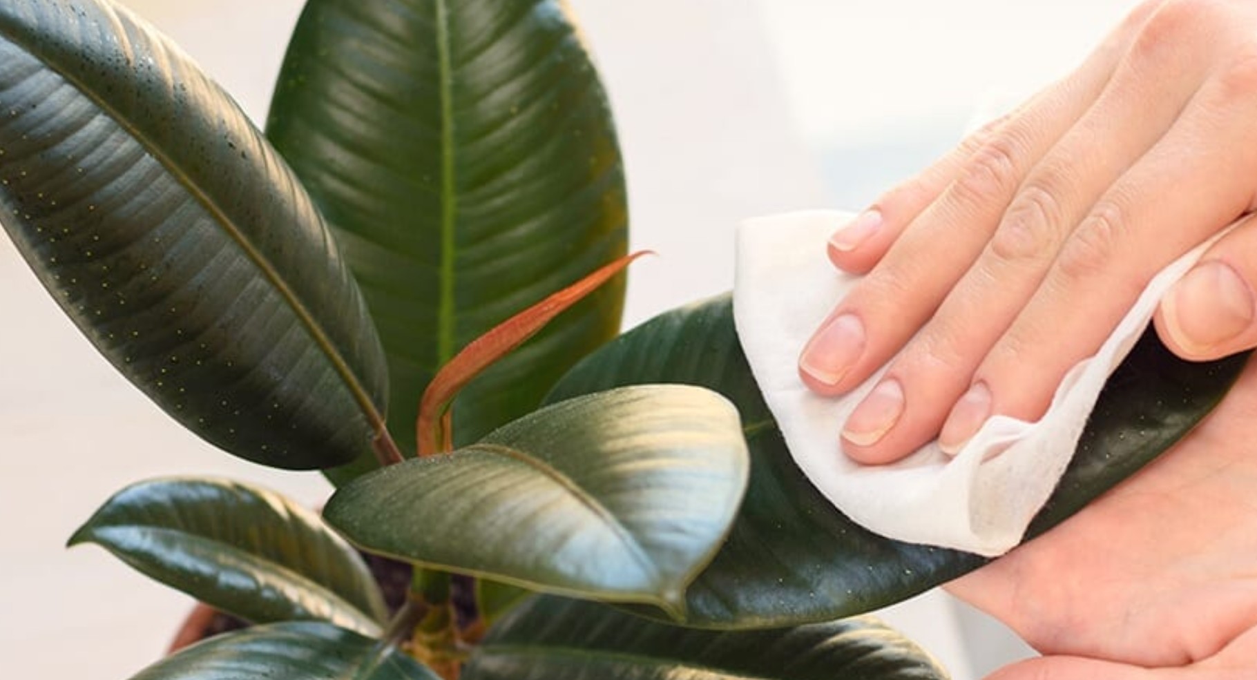 afstoffen kamerplanten