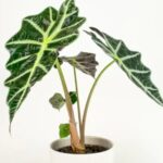 verzorging van alocasia polly