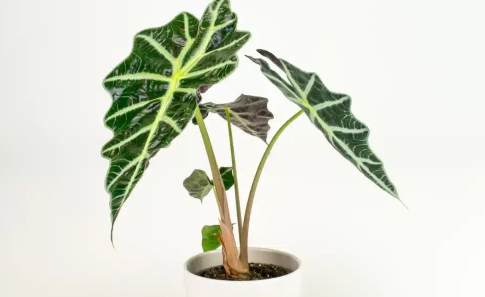 verzorging van alocasia polly