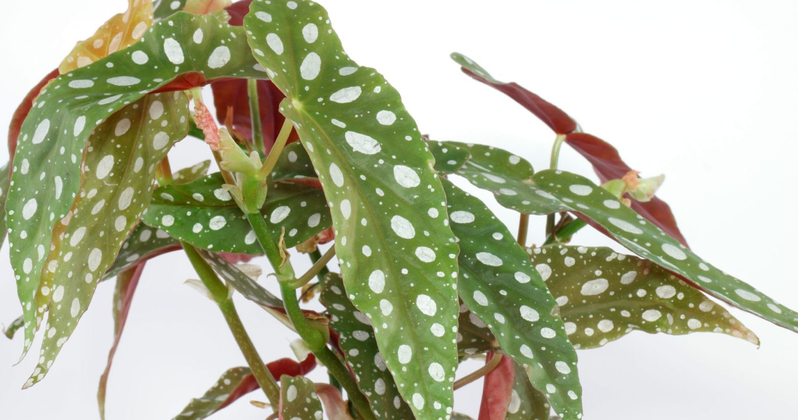 begonia maculata