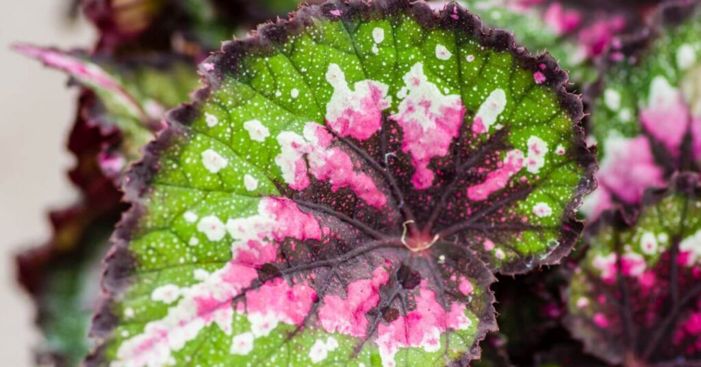 begonia rex verzorging en tips