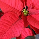 detail rode poinsettia of kerstster