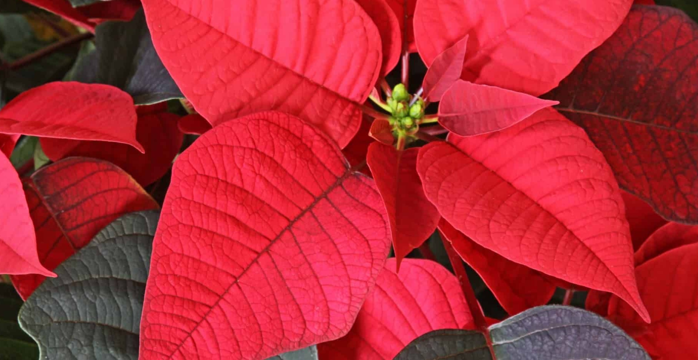 detail rode poinsettia of kerstster