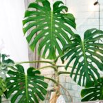 grote monstera