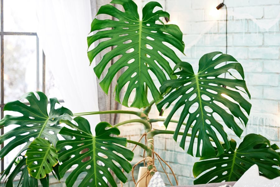 grote monstera