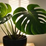 monstera deliciosa indirect zonlicht