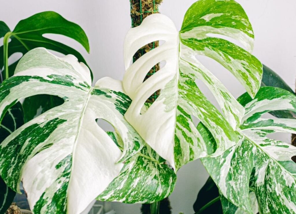 monstera variegata