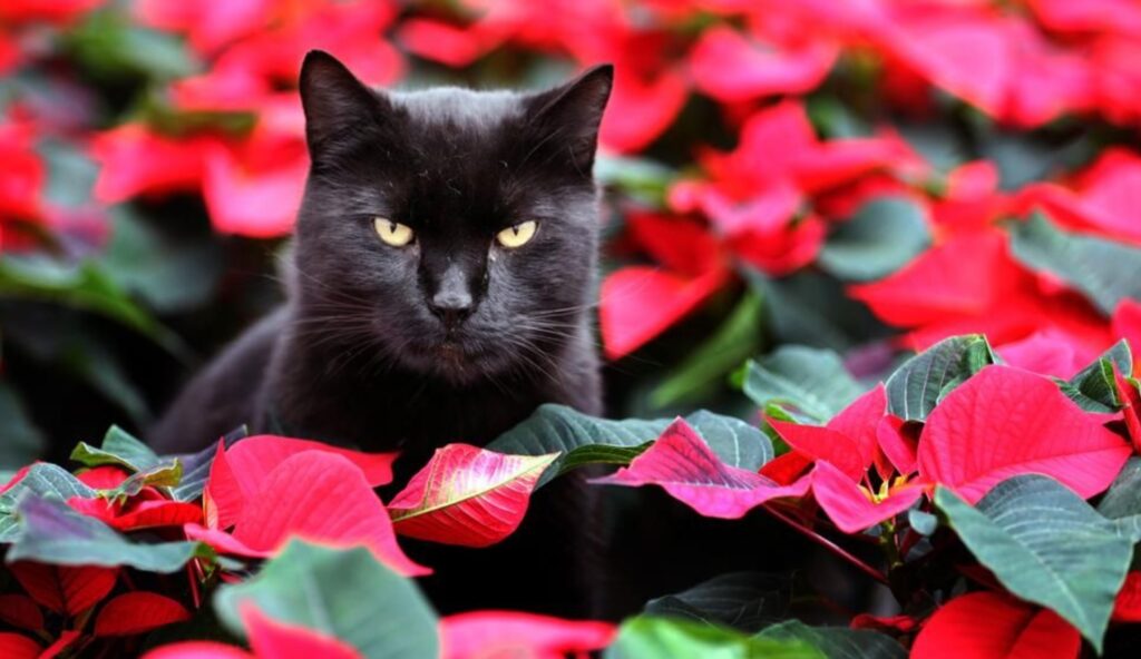 poinsettia of kerstster giftig voor katten