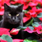 poinsettia of kerstster giftig voor katten