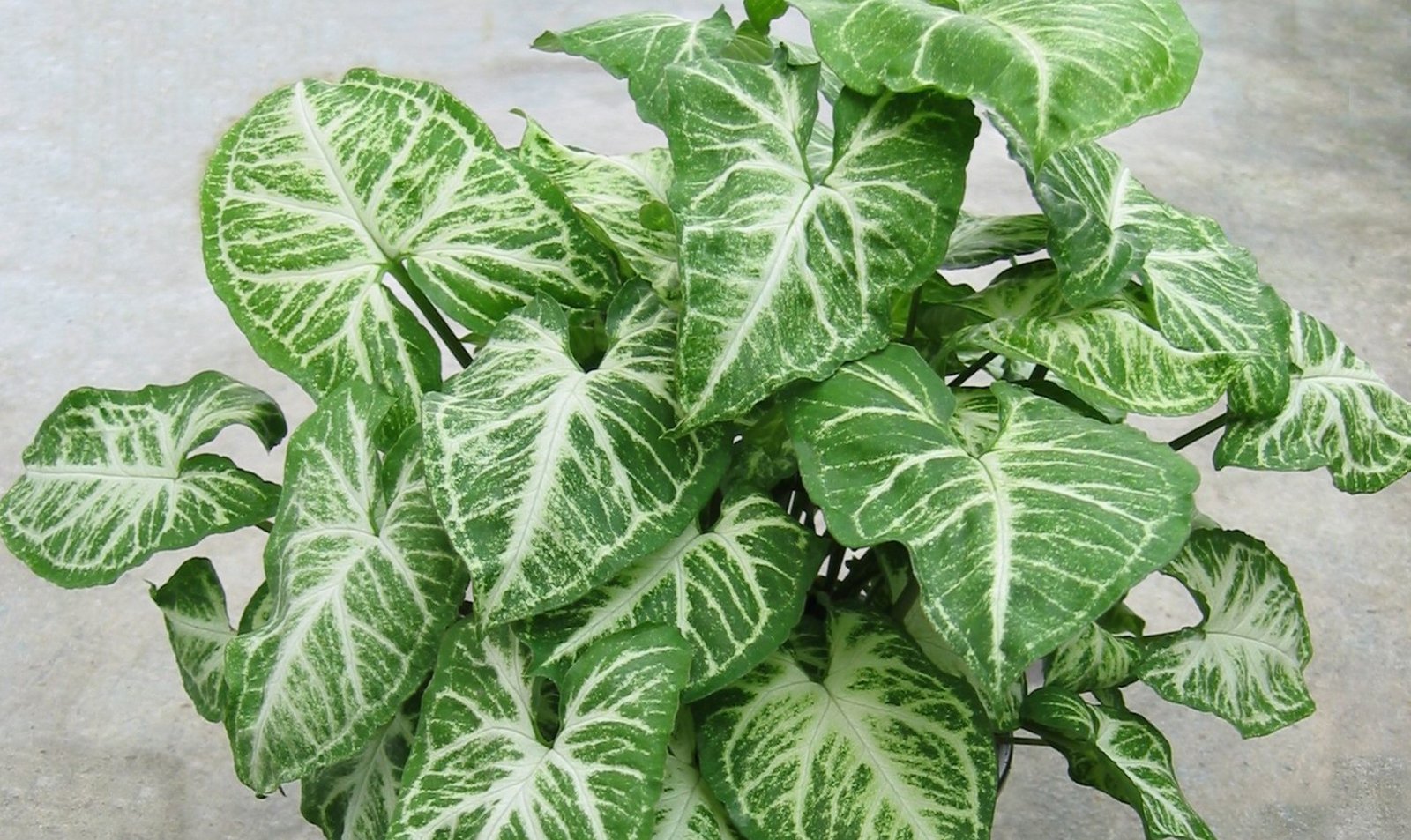 syngonium kamerplant