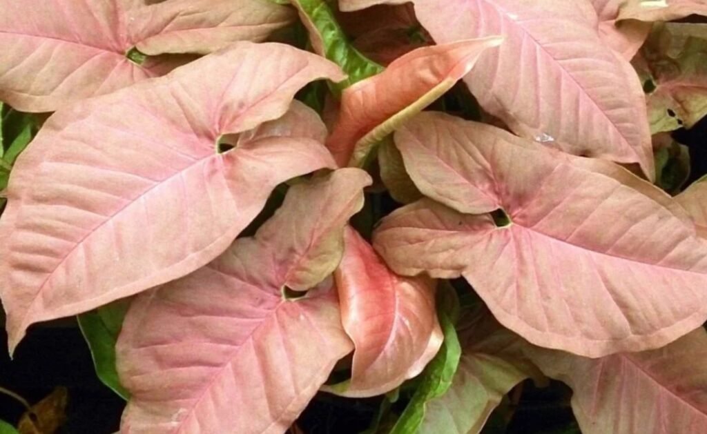 syngonium pink