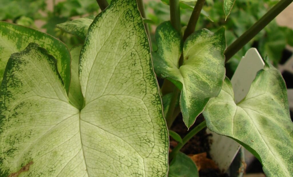 syngonium podophyllum - meest typische syngonium