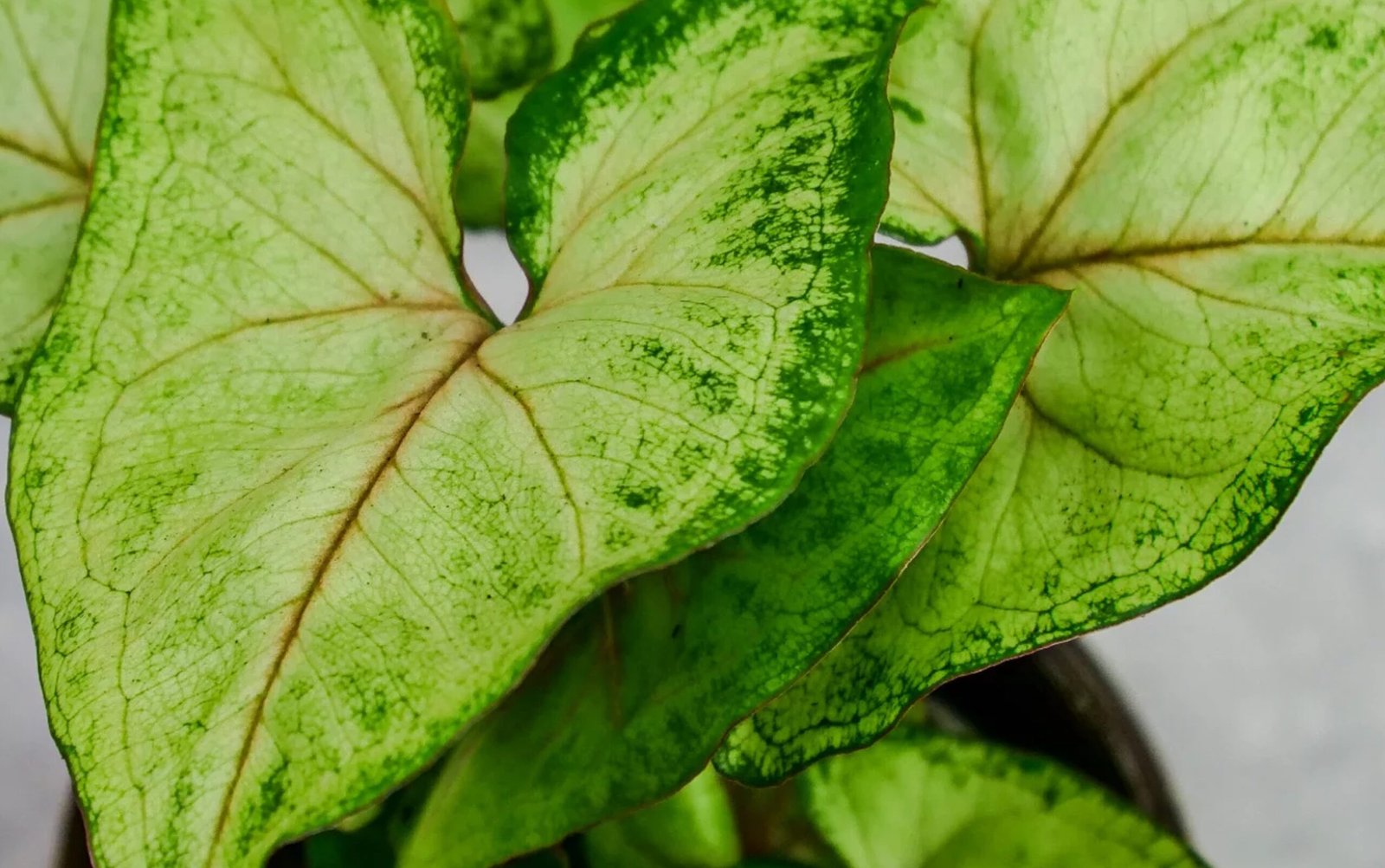 syngonium sunshine