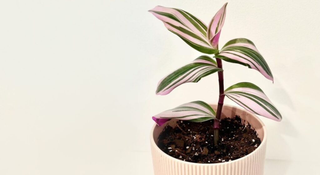 tradescantia nanouk stek