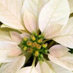 witte poinsettia of kerstster