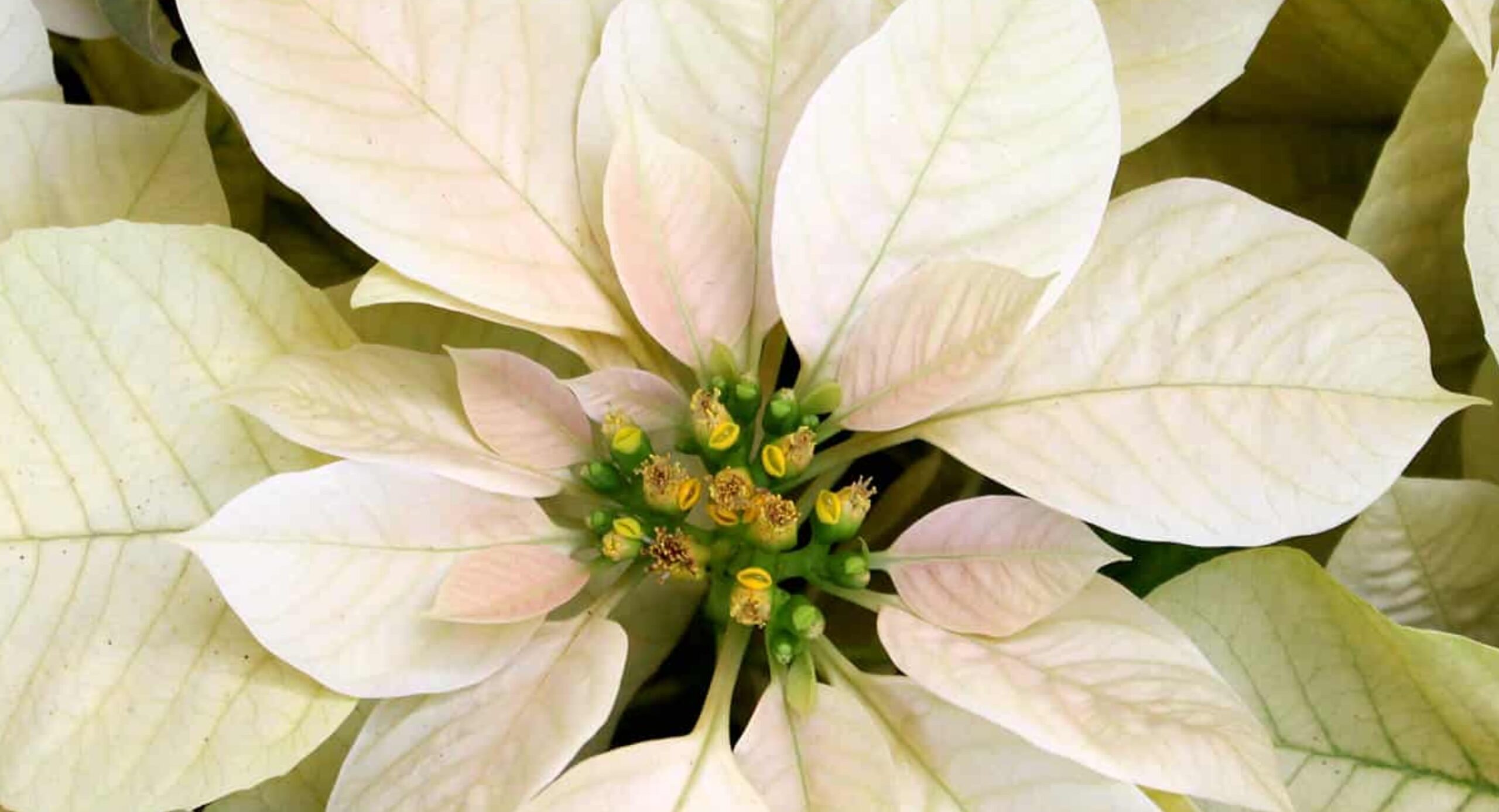 witte poinsettia of kerstster